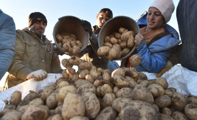 Türkiye'nin patates ihtiyacının yüzde 9'unu Ahlat karşılıyor
