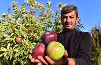Ahlat elması yurt içi ve yurt dışı pazarında