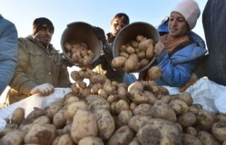 Türkiye'nin patates ihtiyacının yüzde 9'unu...